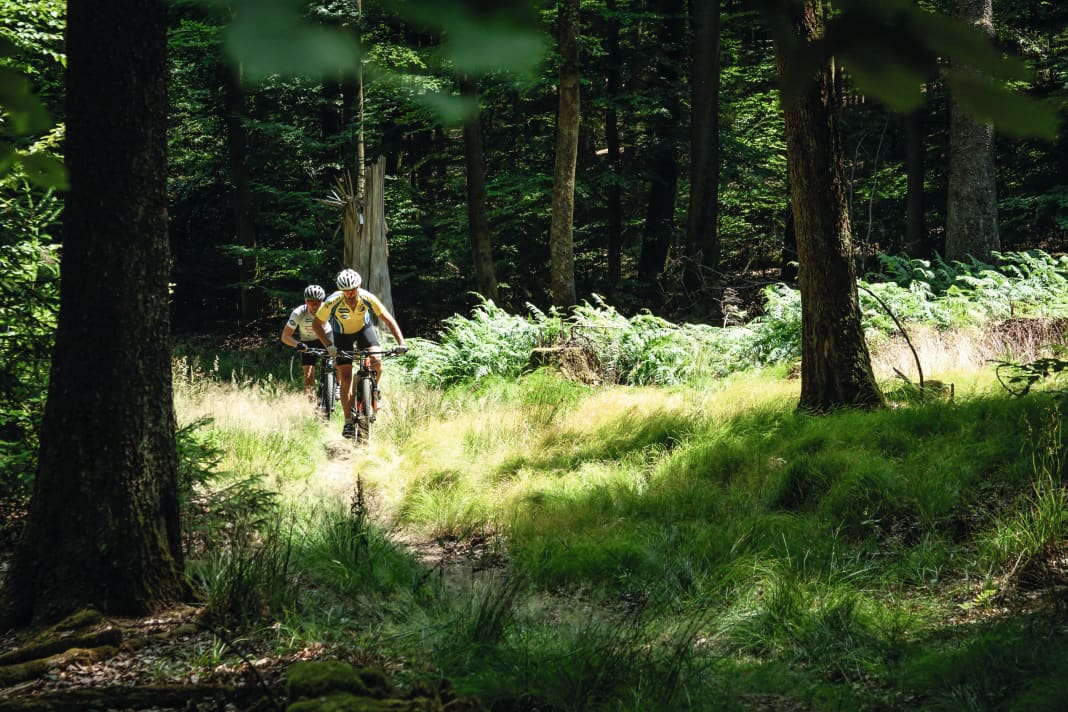 Most of the tours around Lohr run through dense forests of leaves. This makes for explosions of colour, especially in autumn.