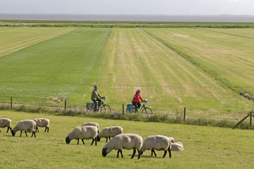 At the Jade Bay, the view from the saddle stretches far out to the North Sea. Grazing sheep can be found almost everywhere in the Wesermarsch.