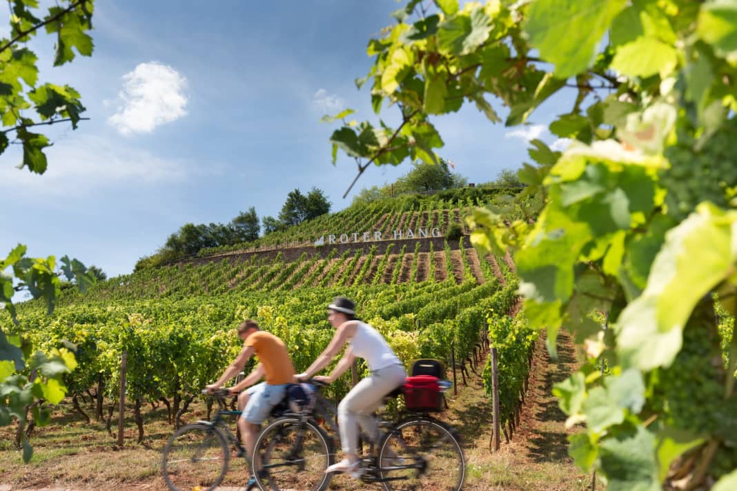 Cycling along the famous "Roter Hang" vineyard on the Rhine Terrace Route