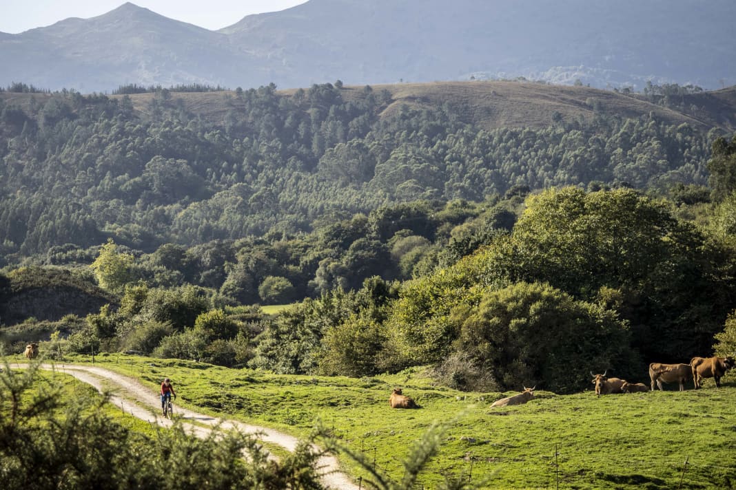 Sattgrünes Hinterland: Asturien gilt als die "Schweiz Spaniens"
