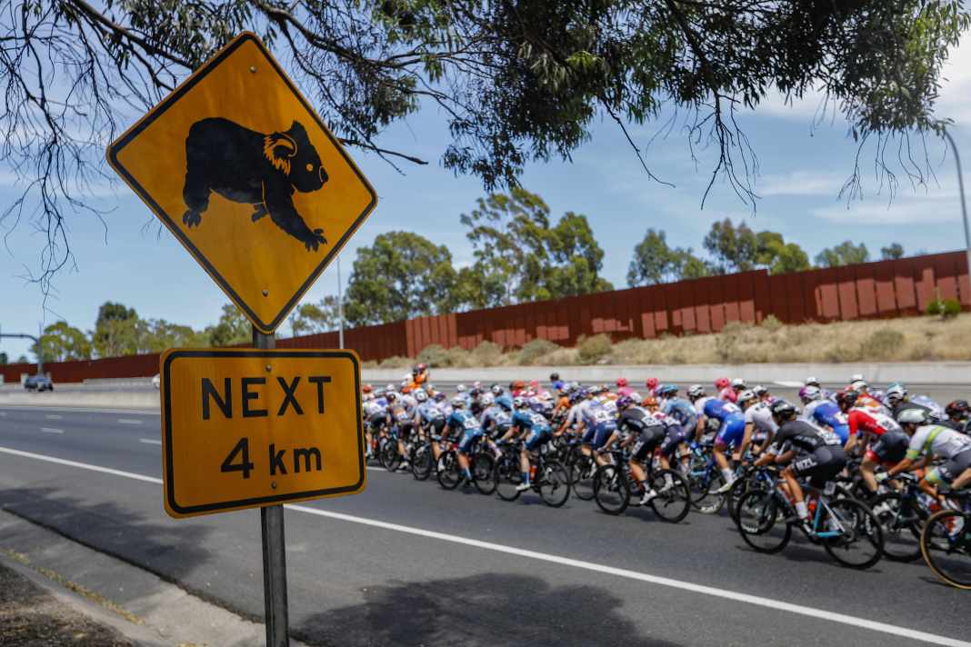 Les temps forts du cyclisme professionnel en janvier : Tour Down Under