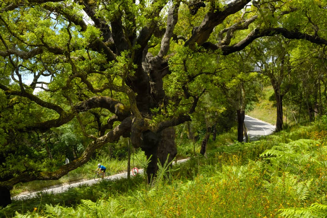 Die Algarve im Süden Portugals lockt Urlauber mit ihren traumhaften Stränden und Sonne satt. Rennradfahrer zieht es eher an die ursprüngliche Costa Vicentina oder ins ruhige und hügelige Hinterland wie hier unter die schattenspendenden Korkeichen in der Serra de Monchique.