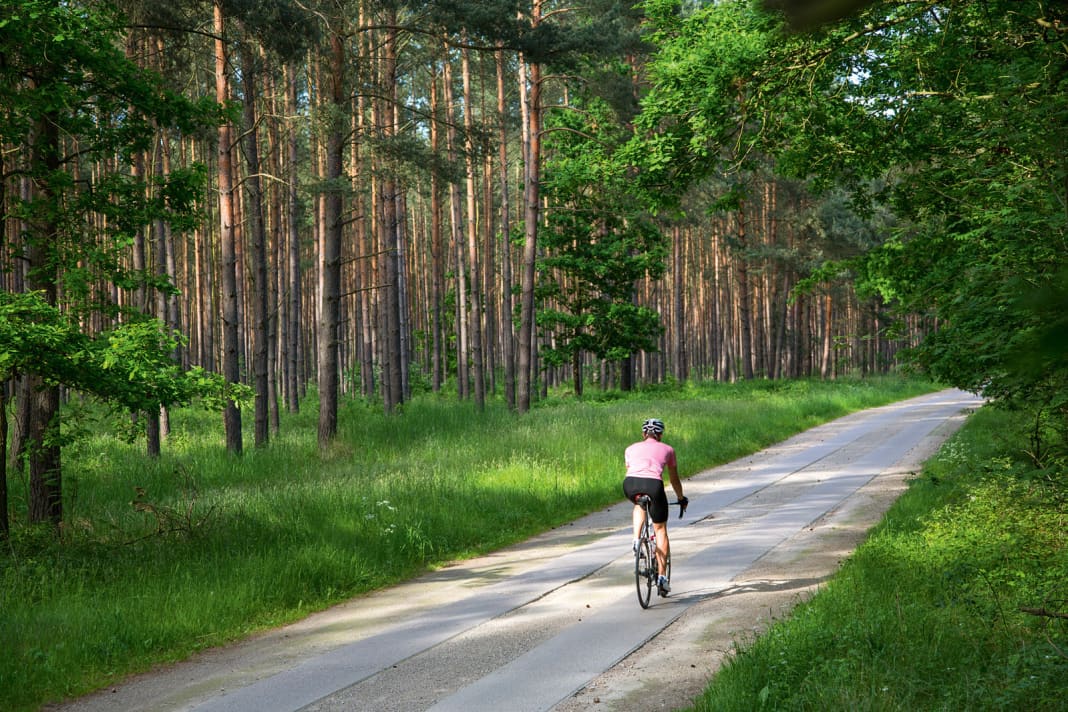 Schleichpfad Der autofreie Plattenweg im Müritz-Nationalpark ist selbst mit Karte nur schwer zu finden.