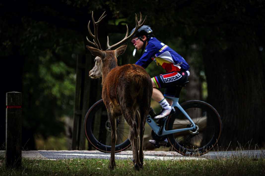 Les cyclistes de course et les gravelbikers peuvent également rencontrer des animaux sauvages lors de leurs randonnées.