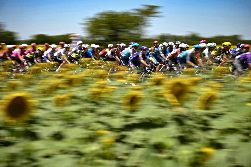 Through the land of sunflowers: typical Tour de France scene on stages in the south of France