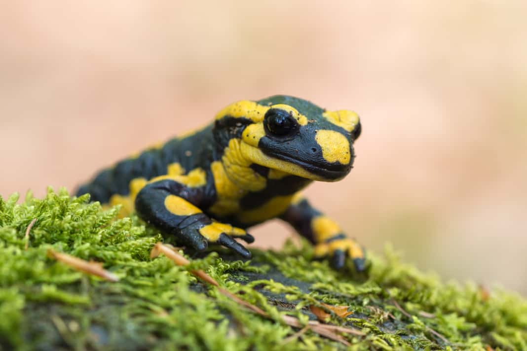 Im Mittelalter wurden Feuersalamander aus Irrglaube zur Feuerbekämpfung in die Flammen geworfen. Heute rafft die Salamander-Pest den Lurchi dahin. Oder Reifen überrollen den seltenen Lurch.