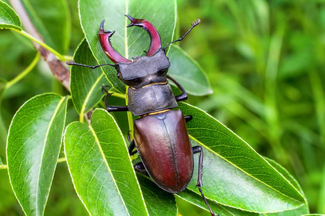 Hier kommt der König der Käfer. Doch vielleicht macht es auch knick knack und der schöne Hirschkäfer ist platt. Foto: iStock / Segii Vasylchenko