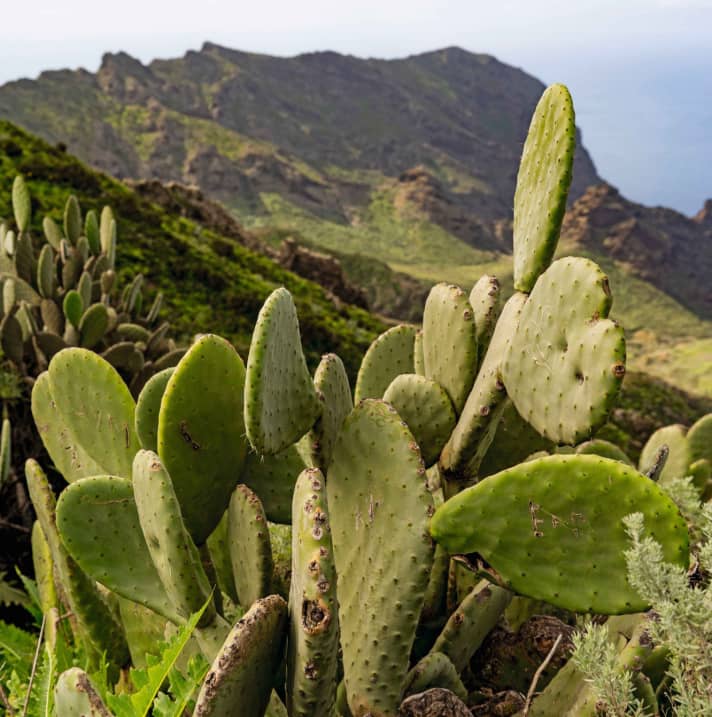 Les cactus retournés à l'état sauvage, originaires d'Amérique, se plaisent dans le sud ensoleillé et sec de Tenerife.
