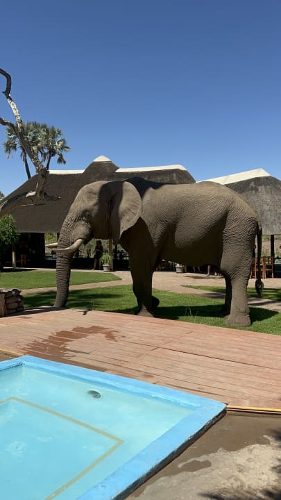 Der Elefant ist Stammgast am Pool. Er kommt, um zu trinken.