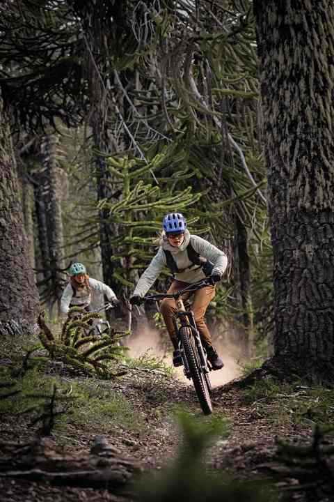 Mystisch: Die Araukarien-Bäume versprühen eine ganz besondere Stimmung im Wald.