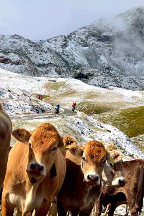   Have you got anything warm to wear? Unfortunately, these cows have also completely misunderstood the purpose of gloves.