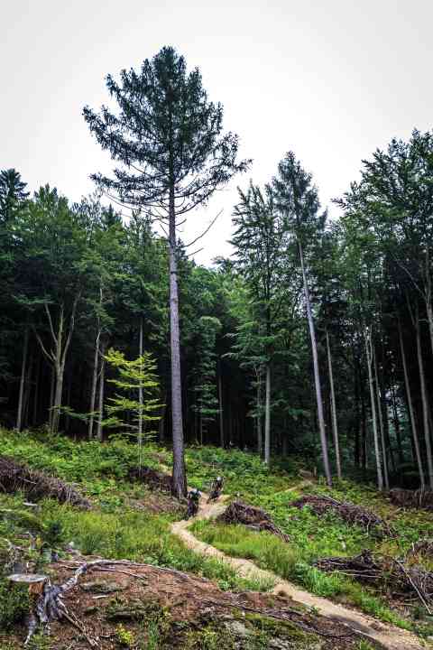   Für Flow-Fans: Die auch für Einsteiger geeigneten Singletrails in Pod Smrkem summieren sich auf 100 Kilometer Länge.