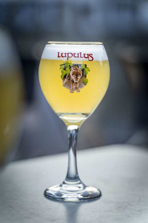 The beers with the cute little wolf (Lupulus) in the logo are definitely among the best beers in Belgium.