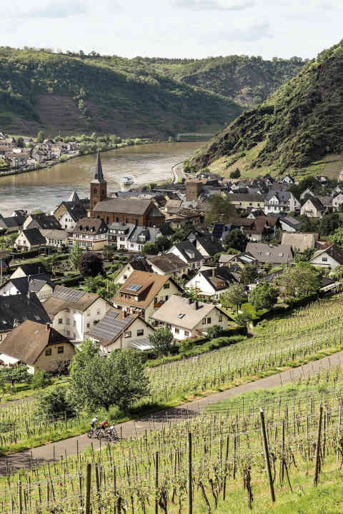 Voyage à vélo à Coblence : près d'Alken, vous traversez les vignobles de la Moselle.