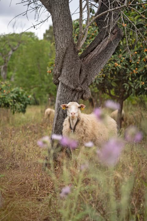 Les moutons font partie de l'inventaire de l'île, tout comme les touristes et les cyclistes.