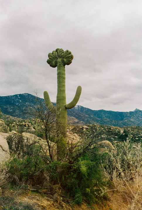 Exemplare mit einem zum Kamm verwachsenen Kopf heißen Crested Saguaro und sind fast so selten wie die blaue Mauritius.