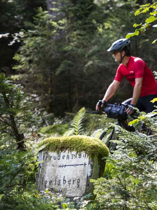 Trees, ferns, mosses. Thanks to the establishment of the Northern Black Forest National Park, you can still cycle around Freudenstadt in an idyllic green setting