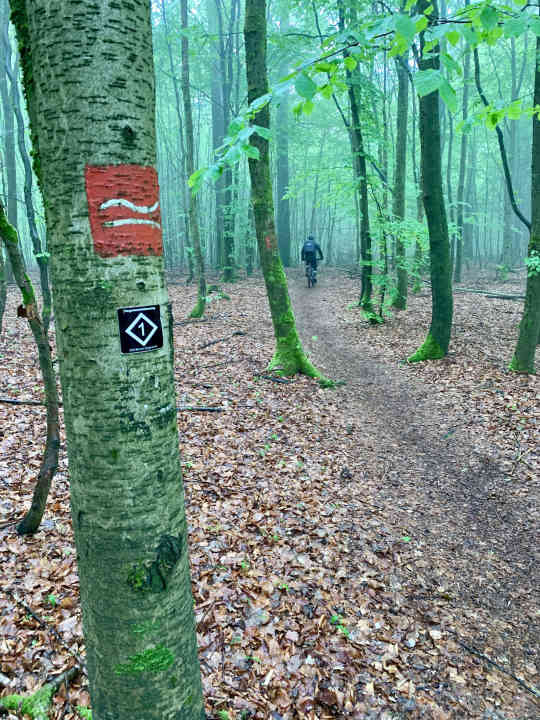 Immer wieder feine, schmale Pfade bekommt man serviert, wenn man dem Rothaarsteig folgt.