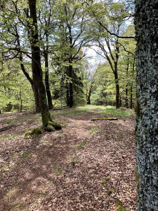 The first of three forest trails down from Rösberg.