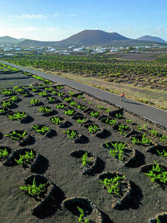 Voyage à vélo à Lanzarote : Au centre de l'île, des murs semi-circulaires protègent les vignes du vent, des pierres volcaniques poreuses stockent l'eau.