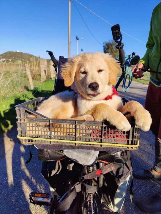Zuwachs: Die kleine Maluna ist ein Labrador-Mischling und seit Ende letzten Jahres Teil der Familie.