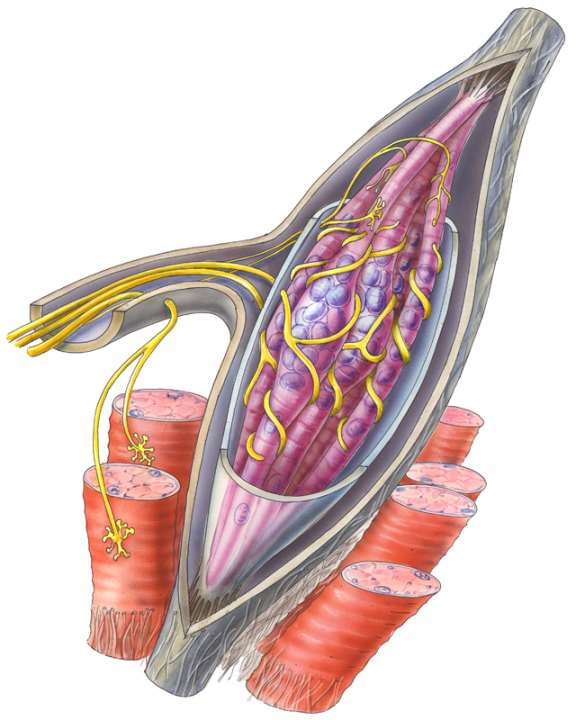   Three to ten muscle spindles (purple) are each enclosed in capsules and lie parallel to the working muscles (red). The muscle spindles regulate the tension of the surrounding working muscles via nerve pathways (yellow). When the muscle is tired, the spindles send too many signals to the working muscles, which can then lead to cramps. 