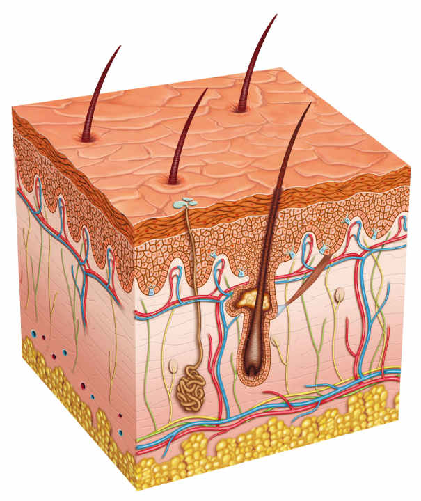 Human skin consists of three layers: Epidermis, dermis and subcutis. In the case of a superficial abrasion, only the epidermis is affected.