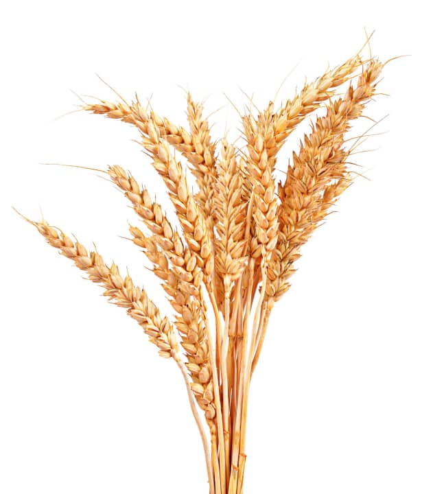   Gluten - irritation due to wheat gluten protein