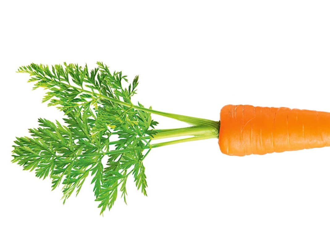 Fit ohne Fleisch?