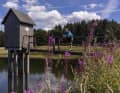 At the waterside pond near Clausthal-Zellerfeld