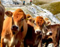 Have you got anything warm to wear? Unfortunately, these cows completely misunderstood the point of gloves. They disappeared into their stomachs in no time.