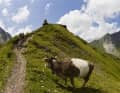 Biker meets cow: it's better to brake now than to speed round the bend.
