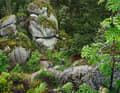 Sorgen für Britisch-Columbia-Flair im Fichtelgebirge: die Granitfels-Stapel im Wald.