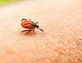 "The aim is to pinch off the tick as far forward as possible - i.e. close to the skin," says expert Jelinek.