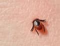 Every fifth tick carries borrelia. Ticks spend 99 per cent of their lives waiting for a carrier. They can survive for up to two years without feeding on blood.