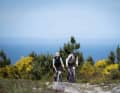 The bright yellow of the gorse bushes accompanies many paths and trails in the hinterland.