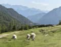 An Alpine idyll awaits at the summit,
before a rapid descent.