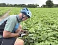 Köstlicher Namensgeber des Radweges: Spreewälder Gurke im Gurkenfeld