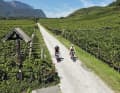 Reben-Highway: Viele der Radwege rund um Leifers verlaufen mitten durch ausgedehnte Weingärten.