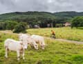 Small side roads through fields and forests. The Northern Vosges is a varied but challenging cycling area.