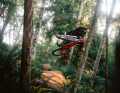 Dopamine supplier: The jumps in Whistler and the Coast Gravity Park (photo) are spectacular without being really dangerous. A big bike guarantees an extra dose of safety, but a powerful freerider will do just as well.