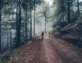 A mystical atmosphere awaits in the forest