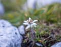 Just look, don't pick: edelweiss sprout along the roadside.