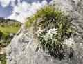 And if you look closely, you can also enjoy a rare edelweiss.