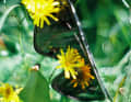 However, the lenses are the latest generation of Prizm lenses, which increase contrast.