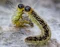 Here you can see them clearly: the stinging hairs of the oak processionary moth. The caterpillars march in single file as they search for food, hence the name.