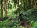 Grünes Paradies: die Sintra-Trails in Portugal waren das ideale Testgelände. Hier kurvt Testfahrer Dimi durch loamy Trails – herrlich!