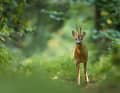 Collision frontale avec un chevreuil ? Si l'on éblouit l'animal avec une lampe après la tombée de la nuit, un tel accident n'est pas à exclure.
