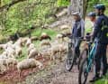 Sheep have a lot to do on the slopes of the Altmühl. Their job is to nibble away at the greenery between the Jura rocks.