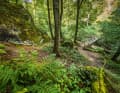 A short section of the tour also leads along the Müllerthal Trail - extreme consideration for hikers is required here! Even if there was a clear path on the Schnellert. A descent that is part of an official MTB route.